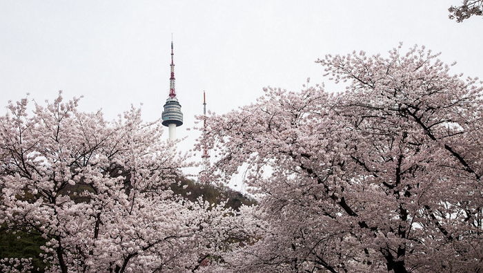 그랜드 앰배서더 서울, 벚꽃이 만발한 ‘남산 트레킹 패키지’ 출시