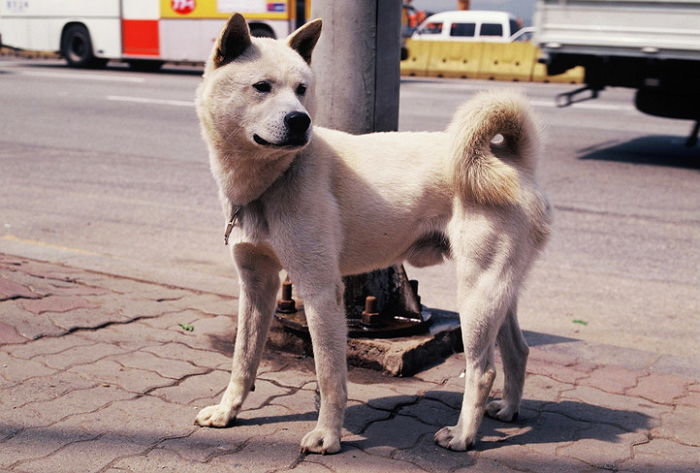 “문게 아니라 핥았다” 주민 허벅지 문 강아지의 주인이 한 변명