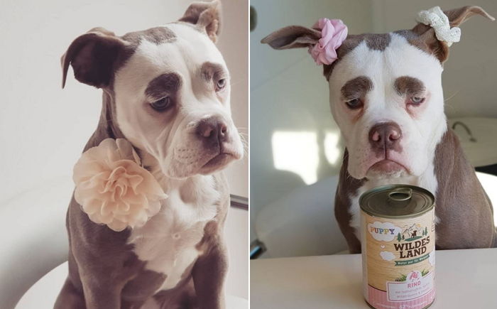 가만히 있어도 슬퍼 보이는 ‘눈썹’ 때문에 인스타 스타 된 ‘엄근진’ 강아지