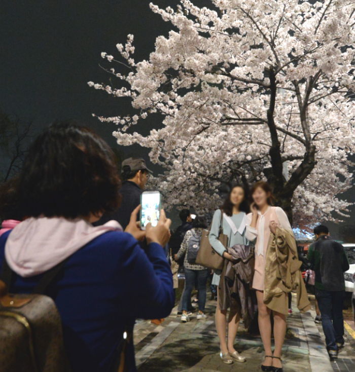 “밤 벚꽃 즐기세요”…오늘(7일) 새벽 1시까지 여의도 버스 막차 연장
