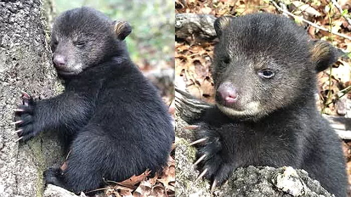 산책 갔다가 엄마 잃은 ‘아기곰’ 구조한 리트리버 강아지