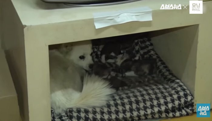 엄마 고양이 대신 ‘뽀시래기’ 냥이 6마리 살뜰히 보살피는 댕댕이