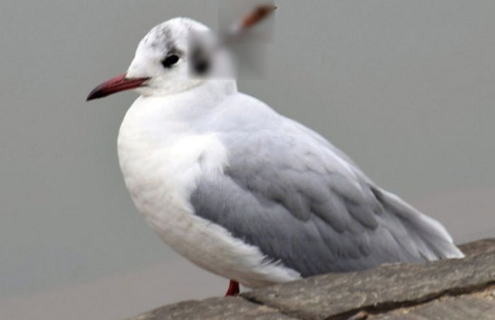 머리에 ‘화살’ 꽂혔지만 2주 동안 끝까지 버텨 생존한 갈매기