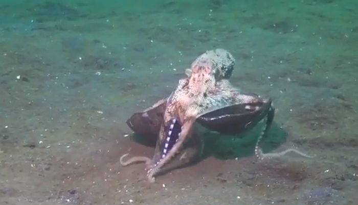 다리로 코코넛 껍질 꼭 쥐고 낑낑거리며 걸어가는 문어