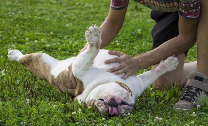 “사실 강아지는 ‘배 간지럽히기’를 좋아하지 않는다”
