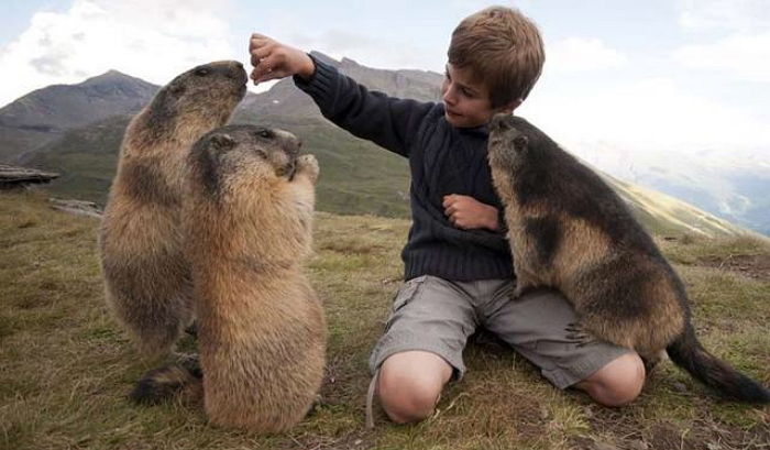 아빠 따라 매년 알프스에 여행 갔다가 동물 ‘마멋’과 절친 된 꼬마