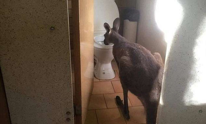 “화장실에 X 누러 갔는데 캥거루가 물을 먹고 있었습니다”
