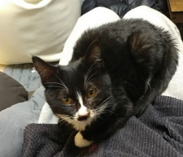 “담배 피러 나갔다가 고양이 집사로 간택됐습니다”