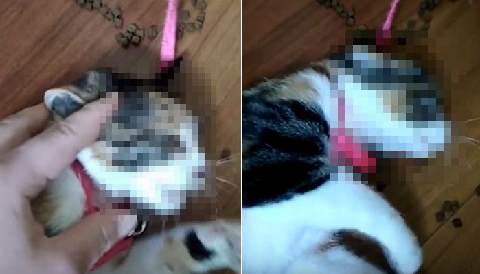 “아기 고양이 학대 영상으로 조회 수 올린 동물학대범을 찾습니다”