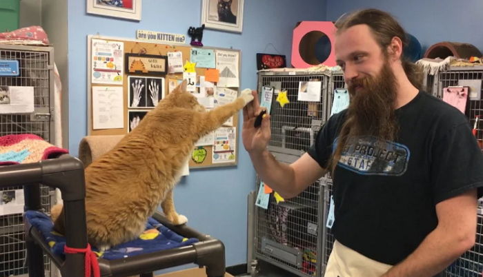 입양률 높이려 고양이에게 ‘하이파이브’ 가르치는 보호소 직원들