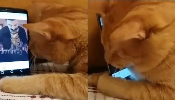 좋아하는 노래 나오자 스마트폰 꼭 끌어안은 시각장애 고양이