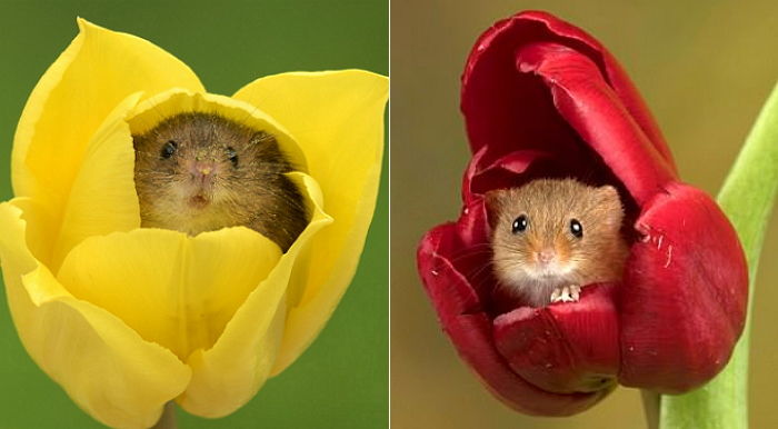 ‘봄나들이’ 나왔다가 튤립 꽃봉오리 이불 덮은 ‘세젤귀’ 멧밭쥐