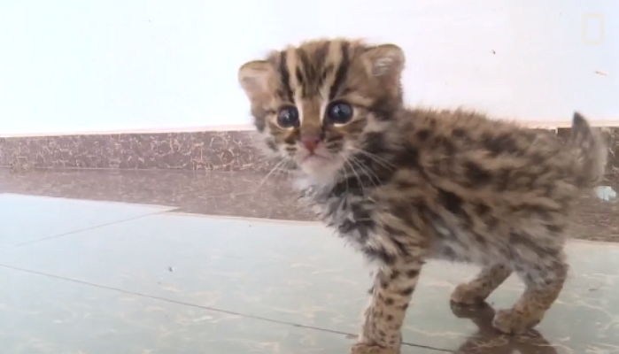 “냥줍해온 아기 길고양이가 알고 보니 맹수 ‘표범살쾡이’였습니다”