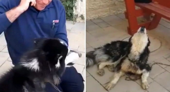 경찰이 스마트폰으로 틀어준 노래 따라 부르다 ‘주인’ 찾은 허스키