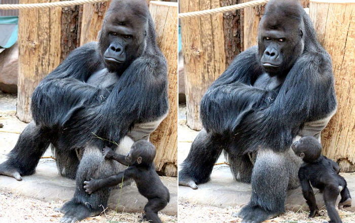 “같이 놀아요” 아빠 졸랐다가 카리스마 눈빛에 슬쩍 팔 놓은 아기 고릴라
