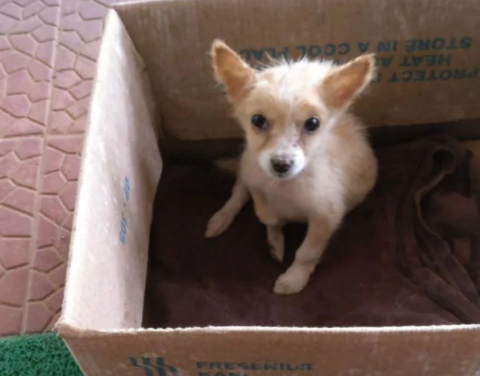 비 오는날 버려진 유기견 입양해 우리집 ‘복덩이’라고 부르는 남성