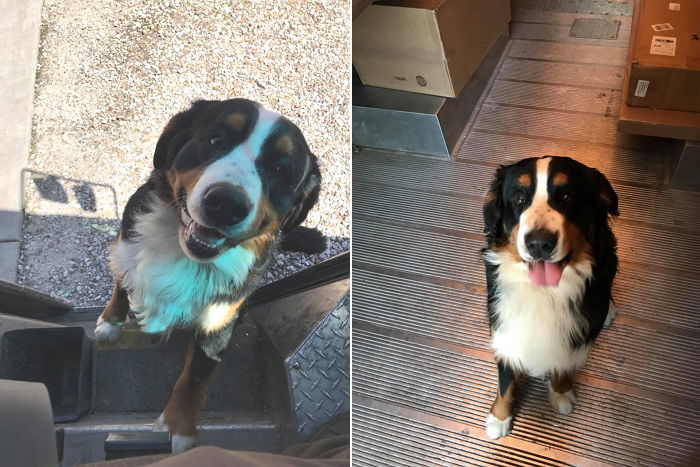 “아저씨 빨리요”…택배 도착하자마자 냅다 뛰어가 반기는 강아지들