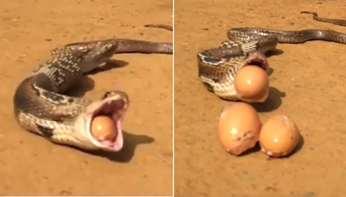 사냥꾼 보고 깜짝 놀라 훔쳐먹은 달걀 모두 뱉어낸 코브라 (영상)
