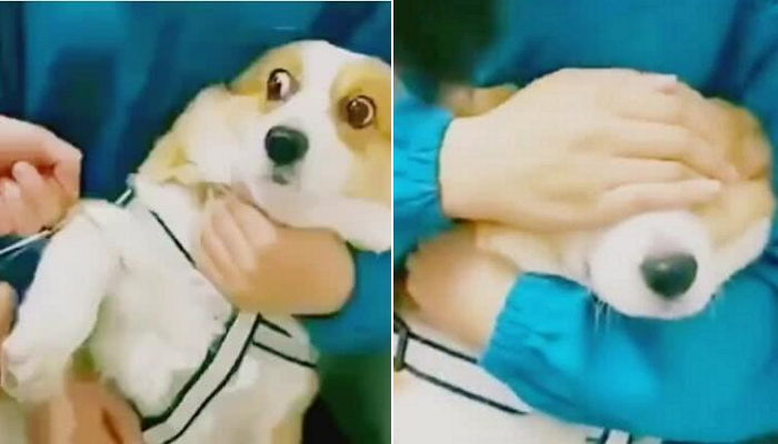 수술 중 가위 보고 깜짝 놀란 코기 위해 눈 가려준 수의사