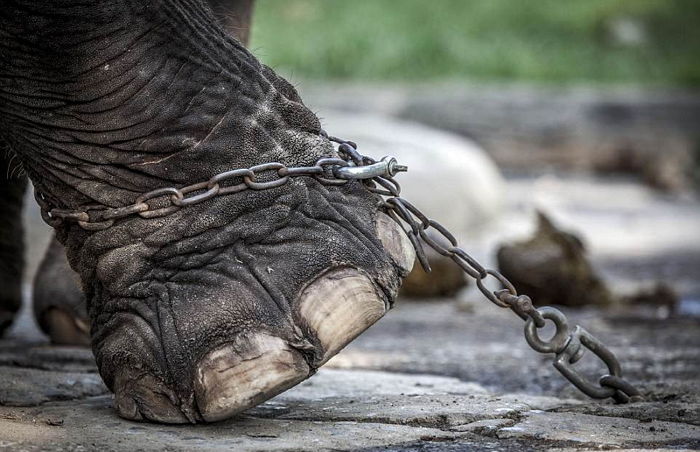 동물원 철창에 갇혀 ‘쇠사슬’로 묶인 채 살려달라고 울부짖는 동물들