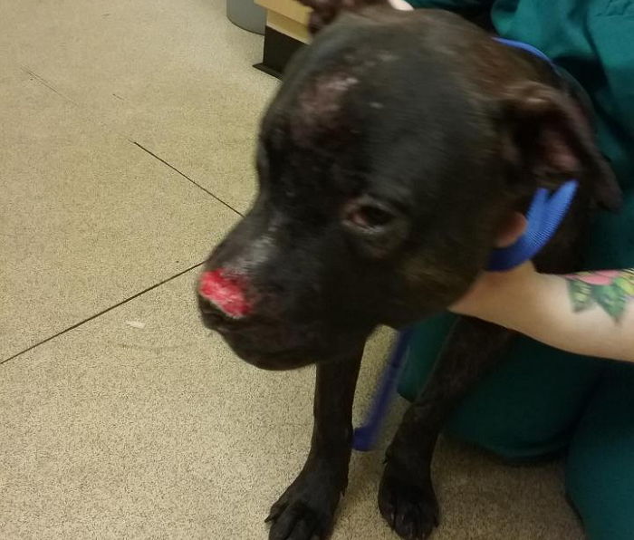 마약에 취한 주인에게 얼굴 물어뜯긴 생후 8개월 강아지