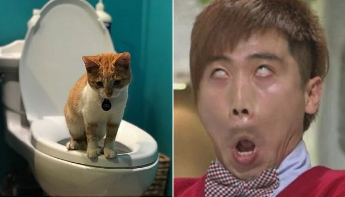 고양이 ‘배변 냄새’가 유난히 고약한 과학적인 이유