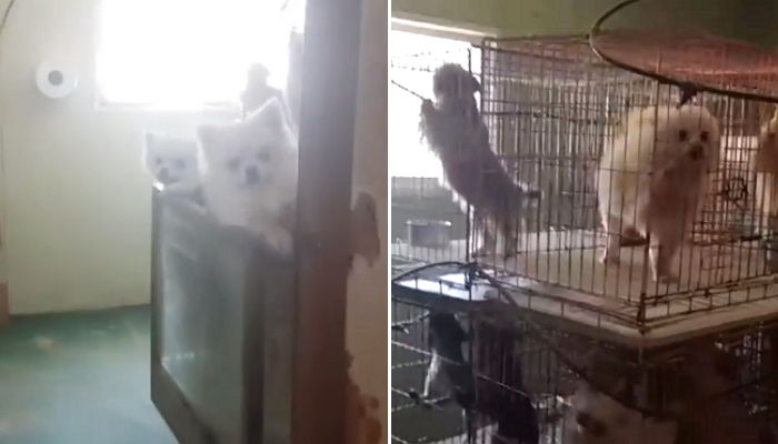 “번식장에 구조된 포메 130마리가 새 가족을 찾습니다”