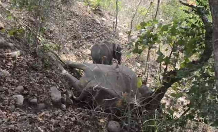 차갑게 식어가는 엄마 몸에 얼굴 비비며 울부짖는 아기코끼리