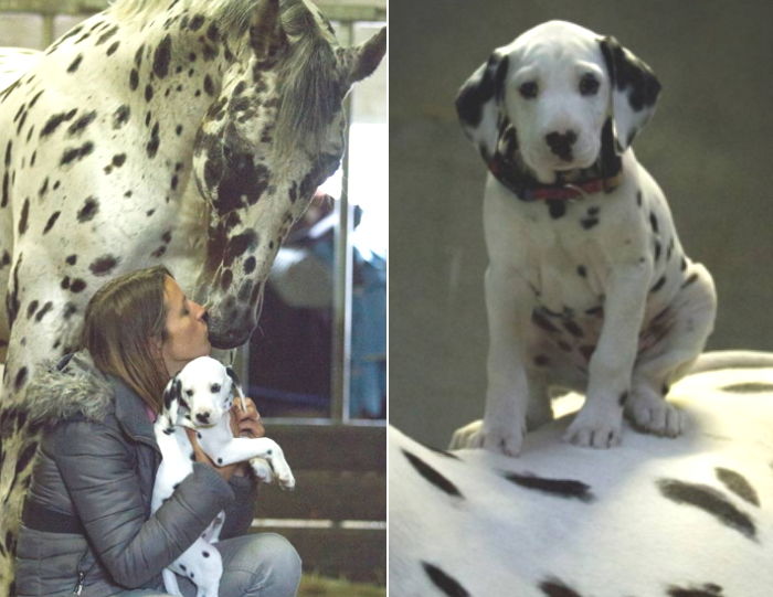 자신과 닮은 ‘점박이 말’이 엄마인 줄 알고 졸졸 따라다니는 달마시안
