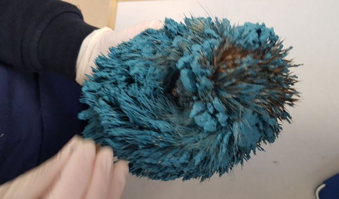 온몸에 ‘파란색’ 페인트 뒤덮이고 무서워 꼼짝도 못하는 고슴도치