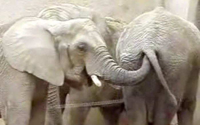 코끼리가 1m에 달하는 ‘코’로 친구에게 매일 ‘똥침’ 날리는 이유