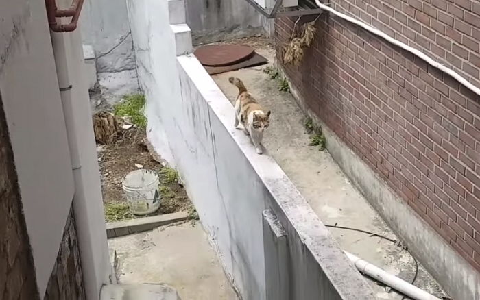 죽은 새끼 고양이 곁을 떠나지 못하고 하염없이 우는 엄마 길냥이