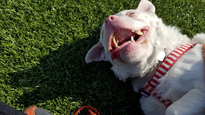 10년간 보호소에 있다가 ‘진짜 가족’ 만나 행복한 유기견 살구의 미소