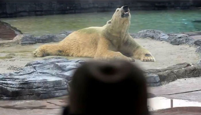 동물원에 갇혀 평생 재롱만 떨었던 북극곰을 기다리는 것은 ‘안락사’였다