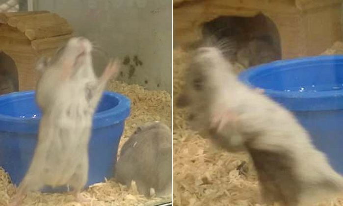 극심한 스트레스 때문에 뒤로 쾅 넘어지며 ‘죽은 척’하는 햄스터