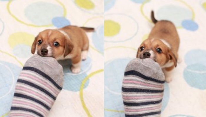 강아지가 주인 발을 핥는 행동은 “걱정했어~”라는 뜻이다