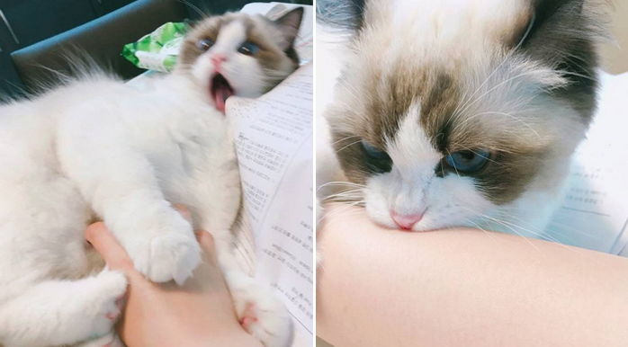 초보 집사라면 꼭 알아야 할 우리집 냥냥이 만지면 안 되는 부위