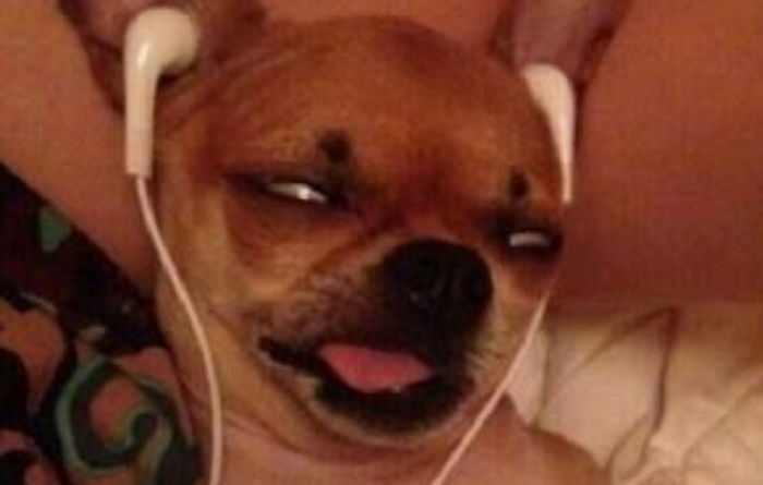 강아지들이 가장 좋아하는 음악 장르는 ‘레게’다 (연구)