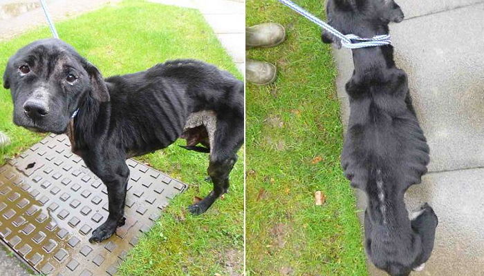 동물보호소 직원은 뼈만 앙상히 남은 강아지와 눈 마주치고 오열했다