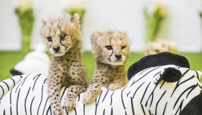 에버랜드 가면 볼 수 있는 생후 한 달 된 ‘쌍둥이’ 아기 치타