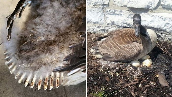 ‘알’을 품고 있던 어미 거위는 ‘불길’에 깃털이 다 타들어가도 도망가지 않았다