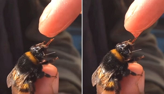 당신이 태어나 처음 보게 될 ‘꿀벌’이 꿀 빨아먹는 모습