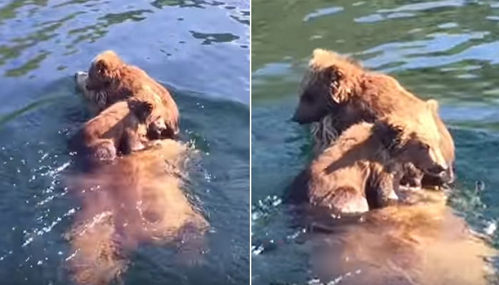 아기 곰들 감기 걸릴까 봐 등에 태워 강물 헤엄쳐 간 ‘엄마 곰’