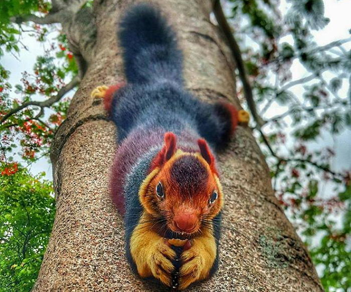 알록달록한 ‘색깔’로 천적 피하는 몸길이 1m 자이언트 다람쥐