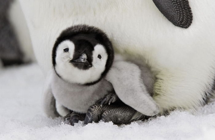 “오늘(25일)은 아장아장 걸음이 매력적인 ‘펭귄’의 날입니다”