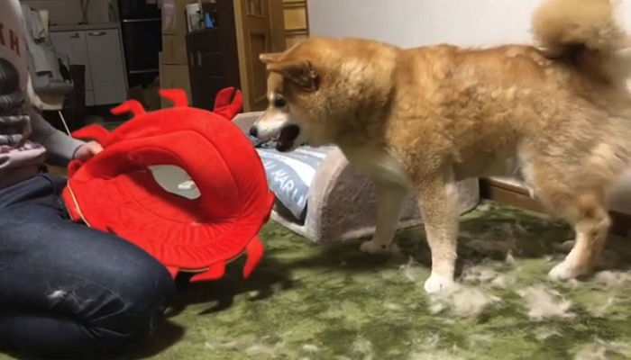 “털이 후두두”…귀여워만 보였던 시바견의 실체