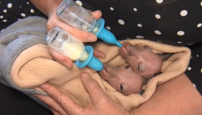 뺑소니 당해 ‘안락사’된 엄마 캥거루 주머니 속 발견된 쌍둥이 새끼