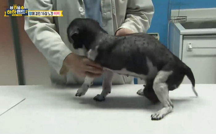 온몸에 ‘암 덩어리’ 퍼져 걸을 힘도 없지만 새끼 살뜰히 보살피는 엄마 강아지