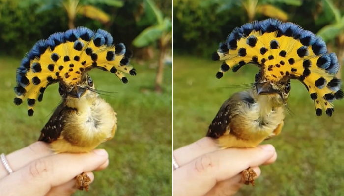 “미용실에서 머리했어요” 염색 한 듯 노랑머리 흔들며 자랑한 희귀 새