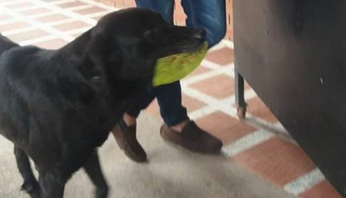 현금 대신 ‘나뭇잎’ 물고와 매일 과자 달라고 꼬리 흔드는 ‘사기꾼’ 댕댕이